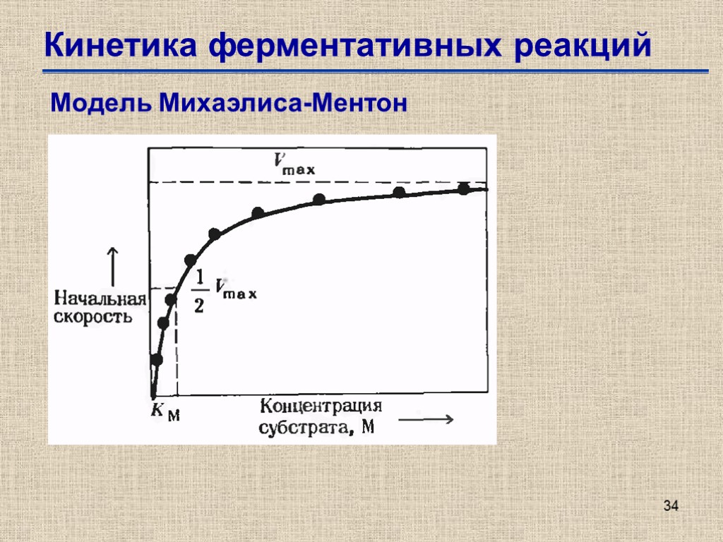 34 Кинетика ферментативных реакций Модель Михаэлиса-Ментон